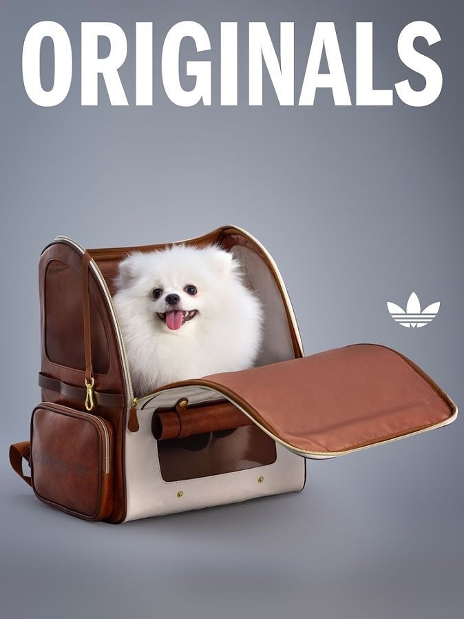 adidas-originals-pet-clothes-2