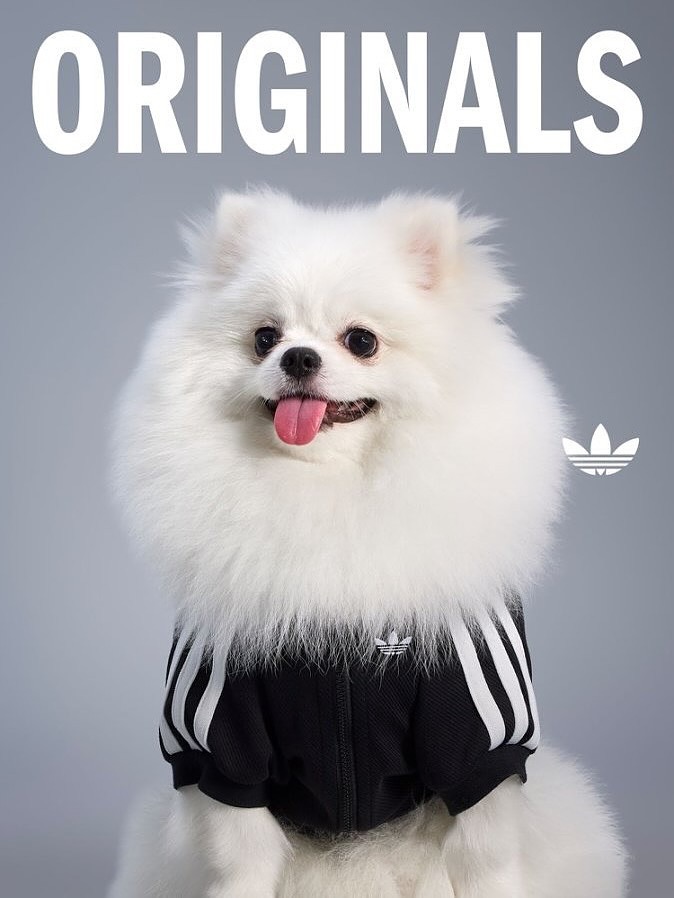 adidas-originals-pet-clothes-3