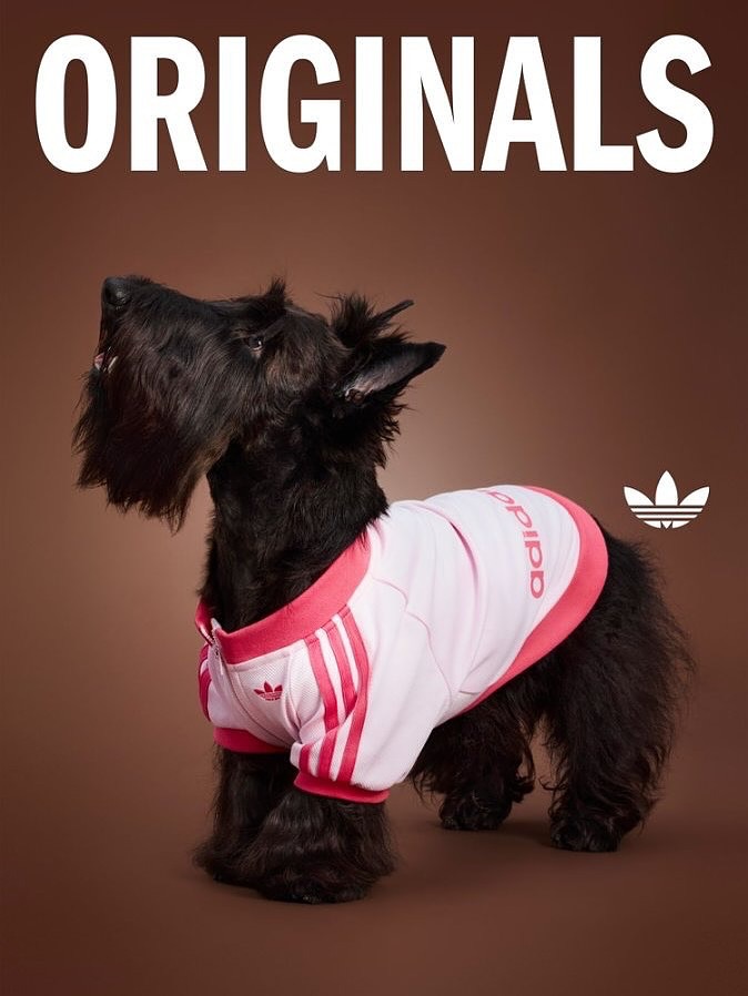 adidas-originals-pet-clothes-4