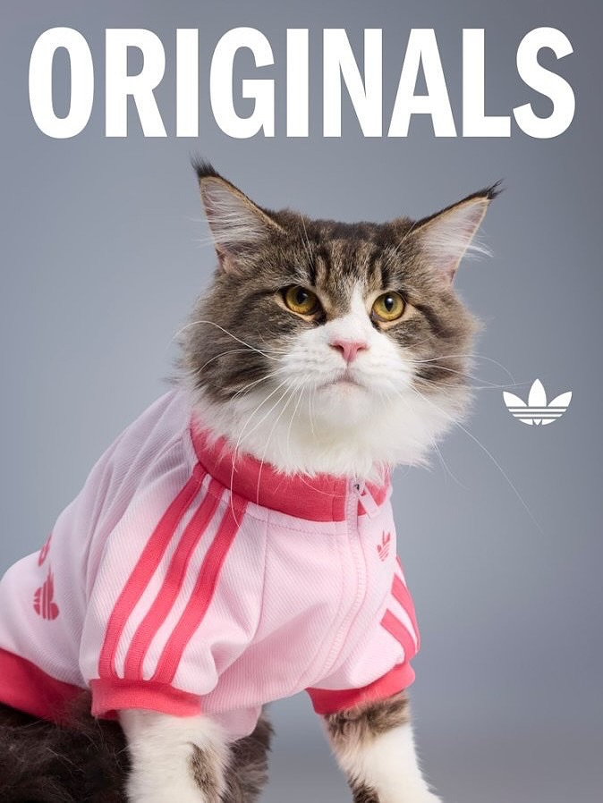 adidas-originals-pet-clothes-6