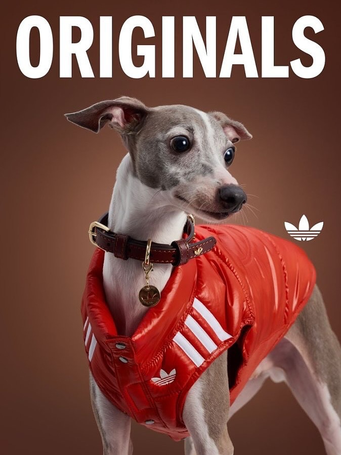 adidas-originals-pet-clothes-7
